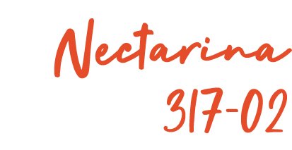 Nectarina 317-02